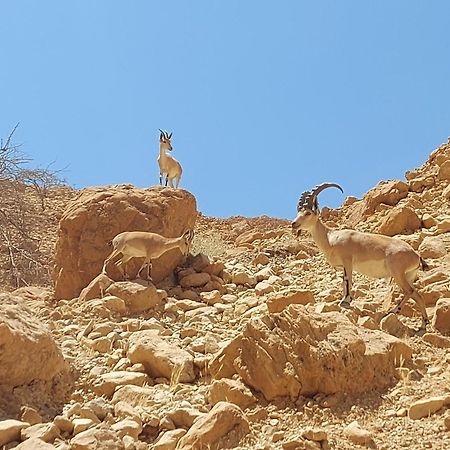 Unique&Warmy Place In The Dead Sea Avnat Экстерьер фото